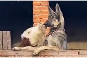 Романтические отношения двух обитателей фермы