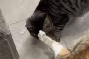 "Не трожь!": кот явно не намерен делиться