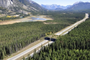 Надземные мосты для животных (11 фото)