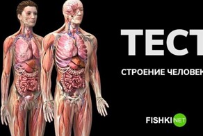 Анатомический тест: насколько хорошо вы знаете собственное устройство