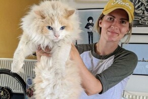 30 фото с рэгдоллами, которые влюбят вас в эту породу