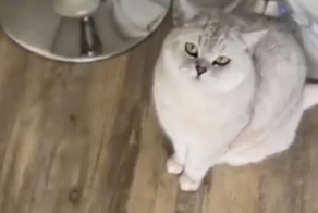 Что видит хозяйка глядя на кошку и наоборот