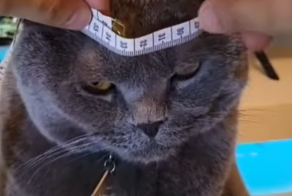 Капитан Джек Котофей