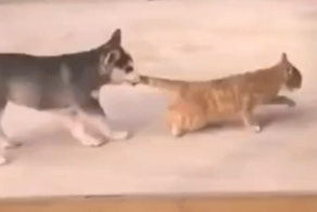 Сладкая кошачья месть
