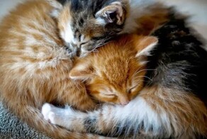 Самые уютные котообнимашки