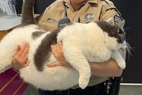 Хозяева бросили кота в приюте, потому что он был слишком толстым