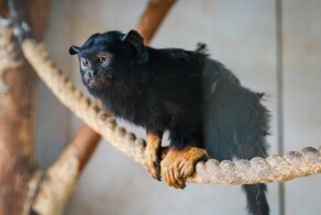 Жертвы незаконной торговли и шоу-бизнеса. Как Центр реабилитации помогает диким животным