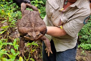 10 животных из Австралии, которых все боятся — и правильно делают