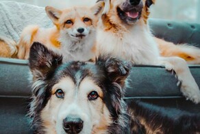 Псы доказали, что могут стать верным другом не только человеку