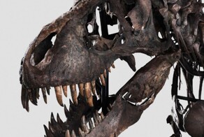 Скелет тираннозавра Тринити продали на аукционе
