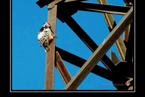 Демотиваторы: идеальная пара, завтрак аристократа и котики