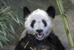В самые кратчайшие сроки: Китай заберёт из Америки панду — посланника дружбы