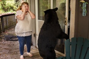 15 работ американского фотографа, которые показывают то, как дикие животные умудряются уживаться с людьми