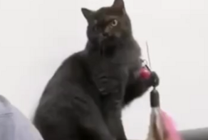 Кот играет со своим человеком
