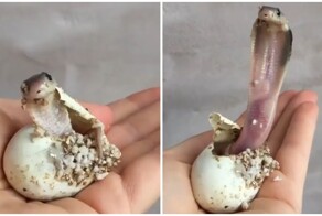 Крохотный детёныш кобры