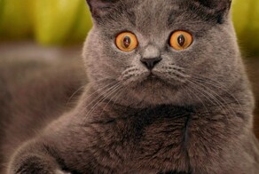 Потрясён, поражён, обескуражен: как умеют удивляться разные животные