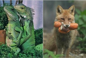 15 случаев, когда люди поймали животных за их обычными делами