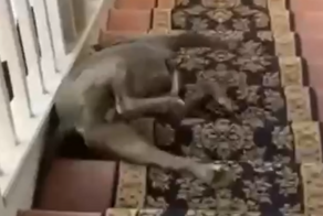 Пёс использует лестницу в доме в качестве аттракциона