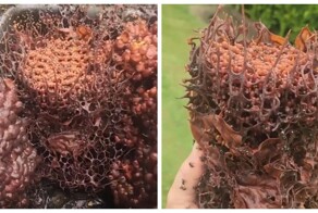 Так выглядит улей пчёл тригона