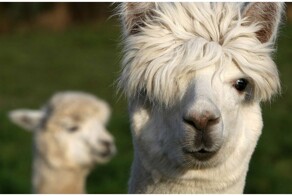 Альпаки - это не только ценный мех