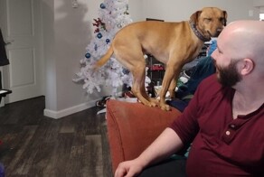 17 хвостатых , которые вывели юмор на новый уровень