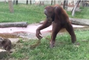 Орангутан пожалел, что пристал к выдрам