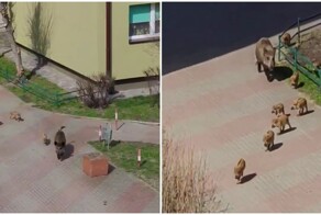 Дикие кабаны и поросята гуляют по польскому городу