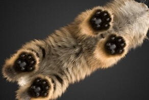 Котики, у которых лапки. Да ещё какие