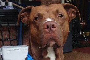 Отважный питбуль спас незнакомого ребёнка от ядовитой змеи