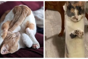 Коты, которые могут принять любую форму и поместиться туда, куда, казалось бы, невозможно