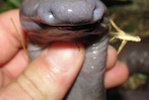 Родственник саламандры, который живёт без глаз, ушей и лёгких