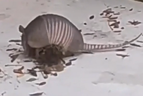 Как броненосцы собирают листья для своих убежищ