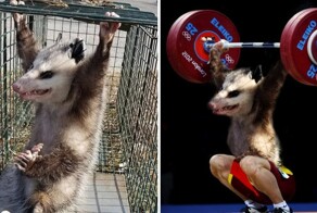 15 работ от фотошоперов, которые и без того весёлые фотки делают еще смешнее