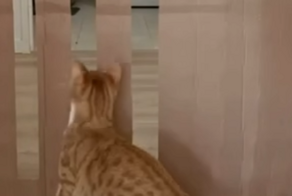 Вызов принят: приключение кота-тестировщика