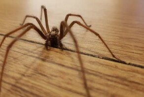 Китаянка пожаловалась на жужжание в ухе - оказалось, что в её слуховом проходе поселился паук