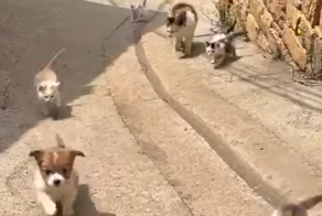 Кошка приняла в свою семью щенка