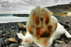 Котик и море: реакция котеек на водную стихию