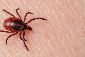 Голодные клещи ждут любителей прогулок на свежем воздухе