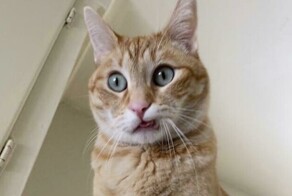 30 позитивных фото с рыжими котами, которые поднимут настрой