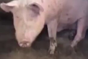 Девушки нашли с хряком общий язык