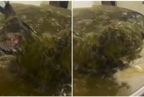 Расслабляющие травяные спа-процедуры для котиков