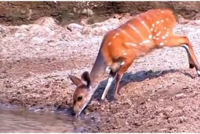 Грозный хищник остался без обеда