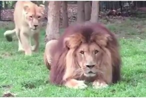 Тонкие намёки от львицы