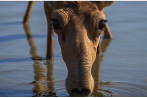 Перемирие на водопое: так ли это