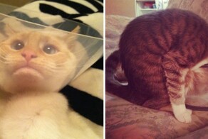 Животные, которым пришлось носить защитные воротники, и теперь их мордочки выражают вселенское недовольство