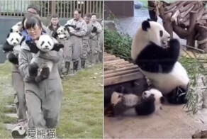 Вся правда о том, как это — работать с большими пандами