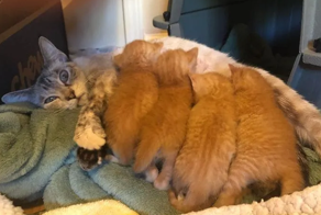 Домашние питомцы, которые пытаются быть хорошими родителями