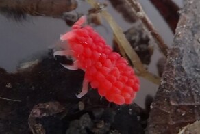 16 обманчиво аппетитных несъедобных вещей