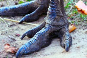 10 любопытных фактов о животных, которые удивили бы даже Дарвина