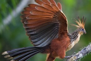 Гоацин: бурёнка мира пернатых